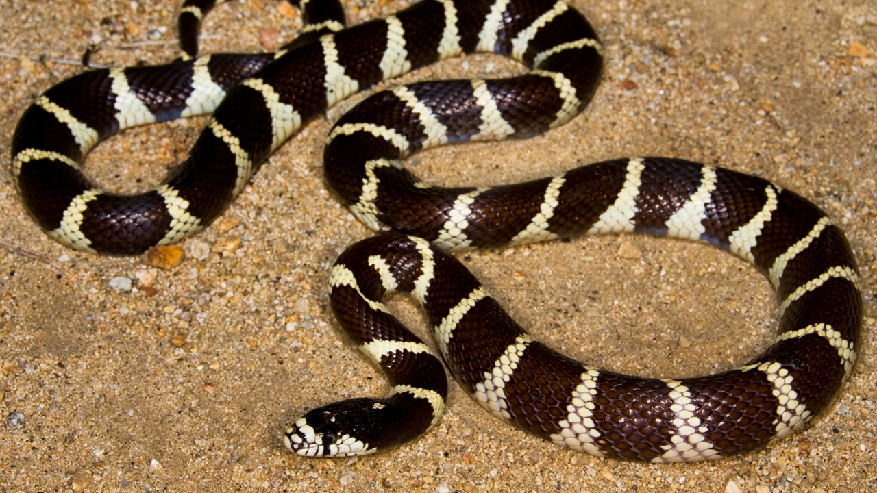 california-kingsnake-1.jpg
