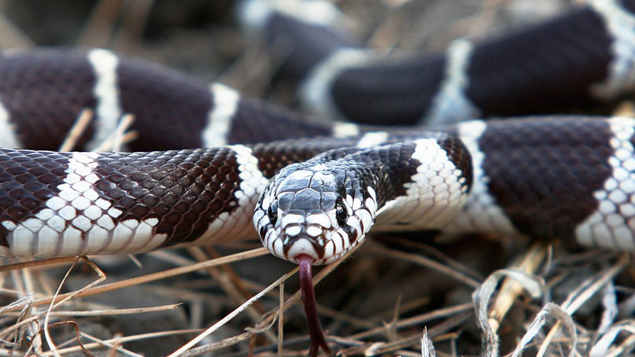 california-kingsnake.jpg