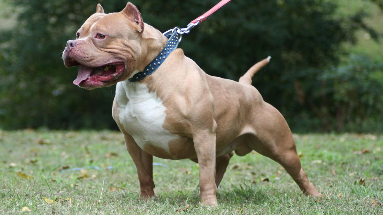 American-Pit-Bull.jpg