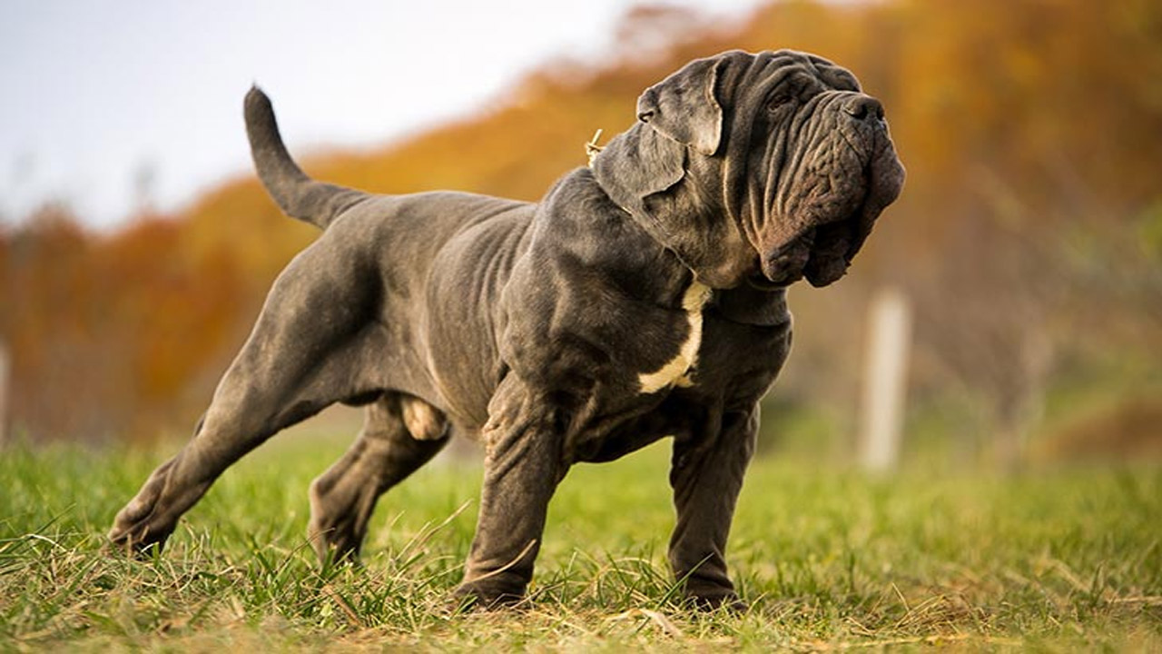 neapolitan-mastiff.jpg