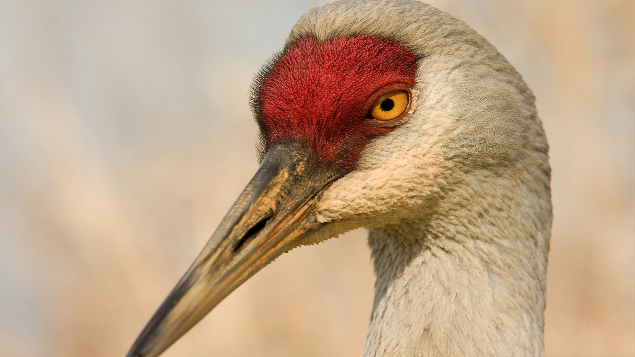 sandhill-crane2.jpg