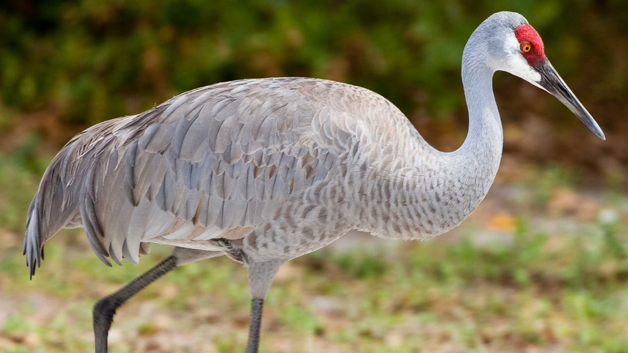 sandhill-crane.jpg