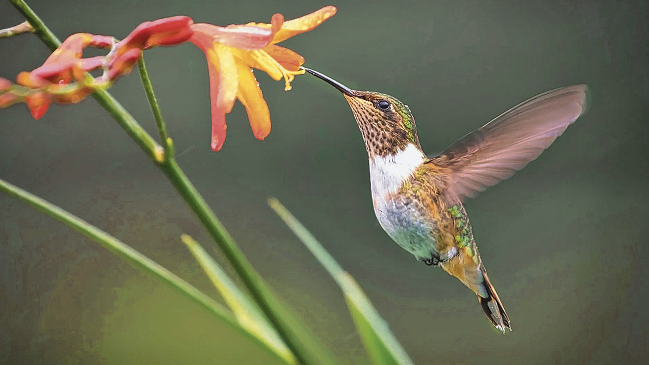 Bird.jpg