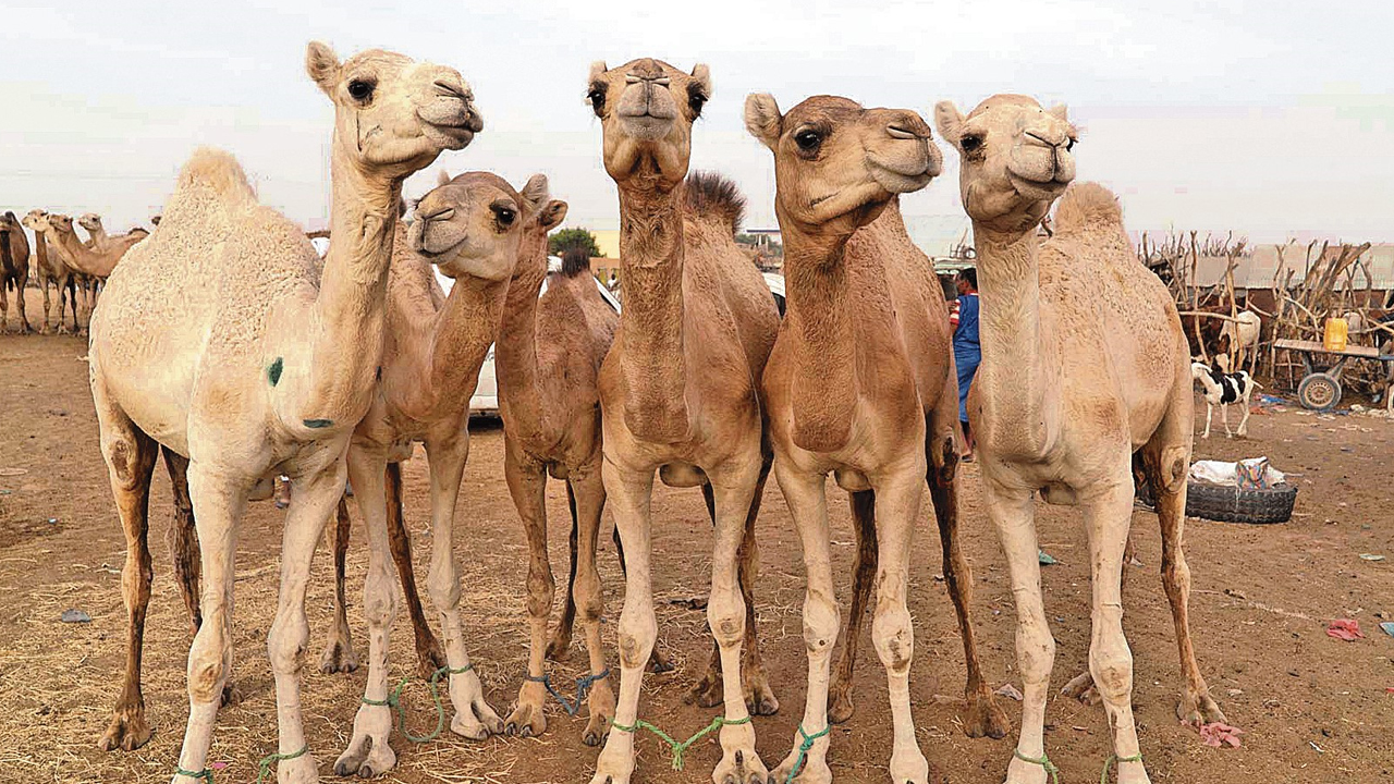 Camel.jpg
