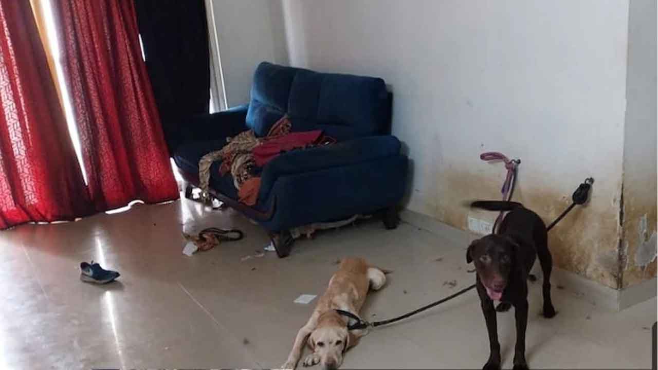 Dog.jpg