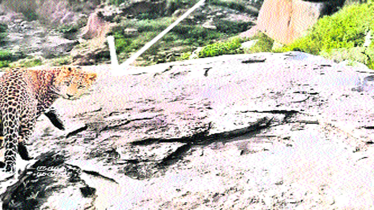pandu1.jpg