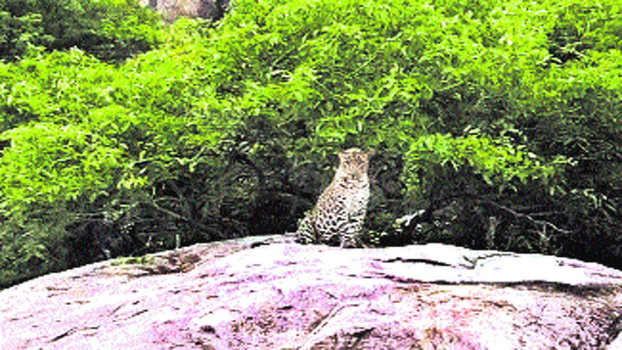 pandu1.gif