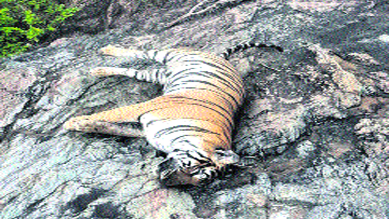 pandu3.jpg