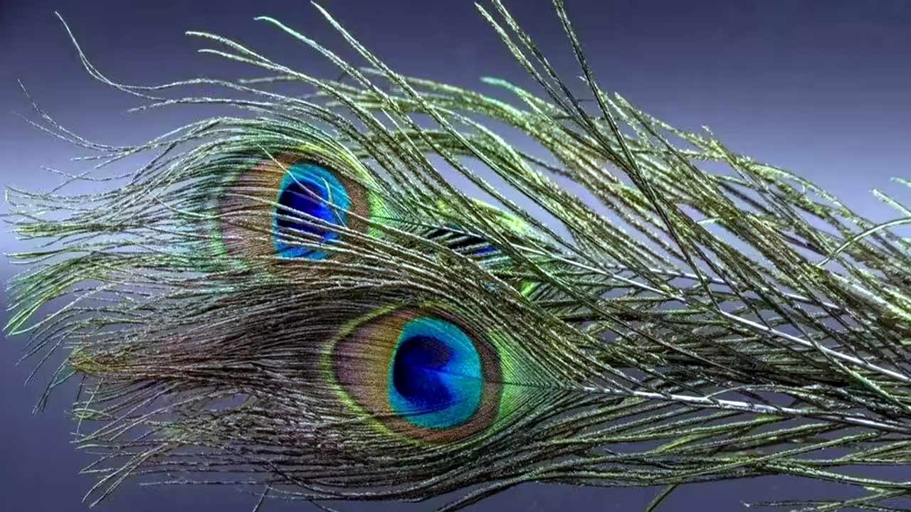 Peacock-feathers.jpg
