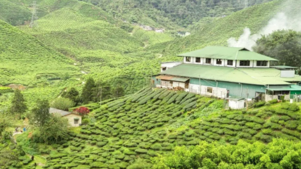Munnar.jpg