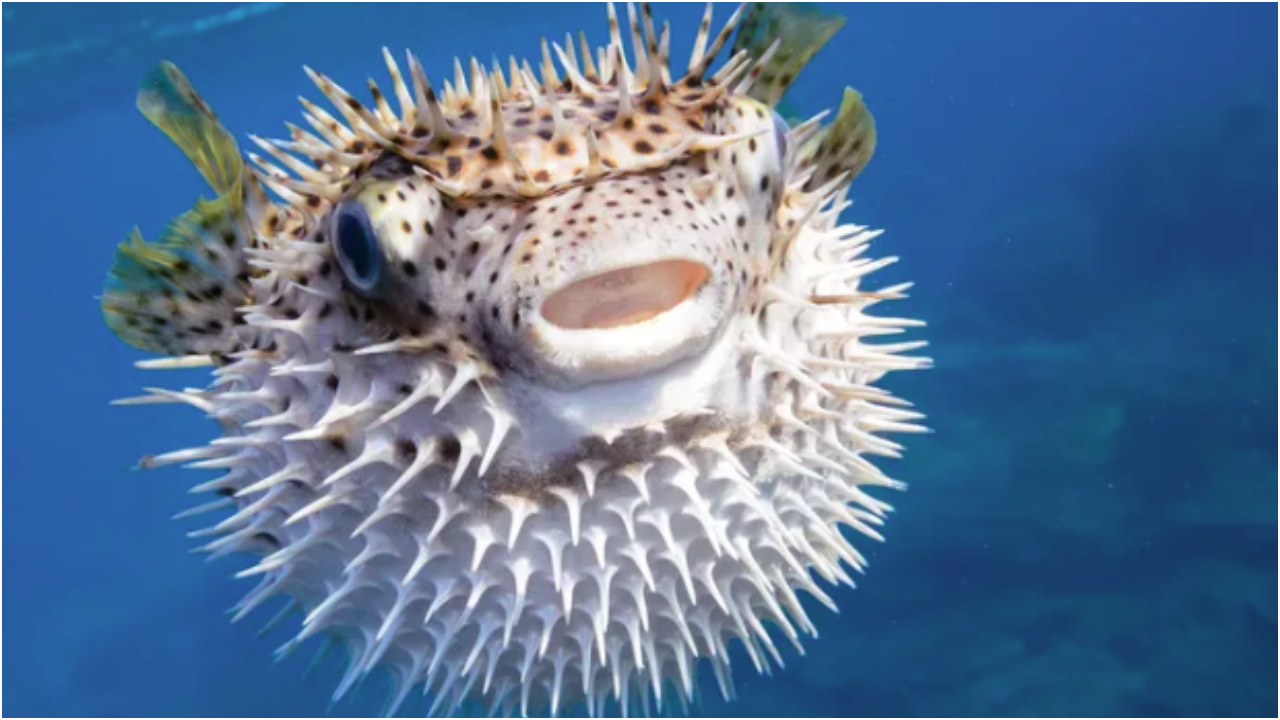 Piffer Fish.jpg