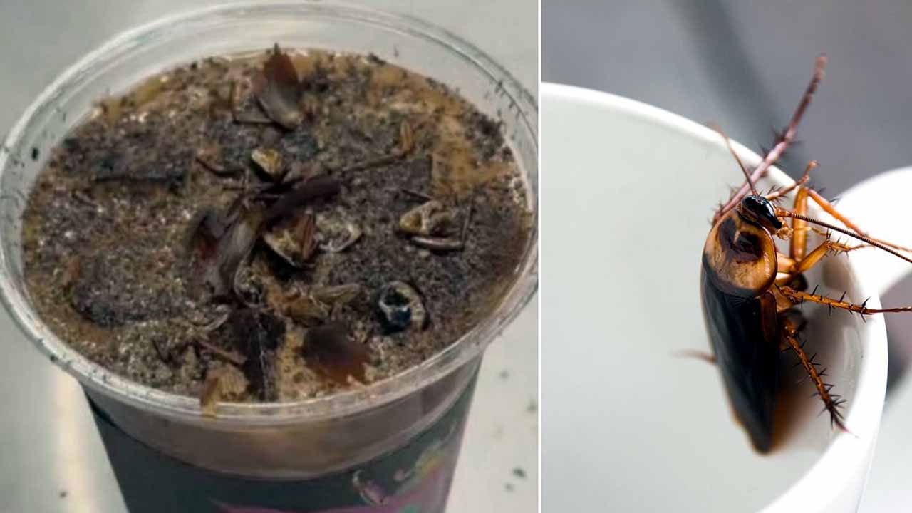 cockroach-coffee-in-China.jpg