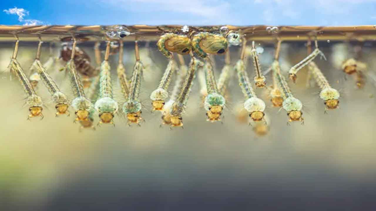 mosquito-larva.jpg