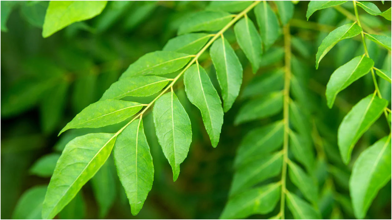 Curry Leaves.jpg