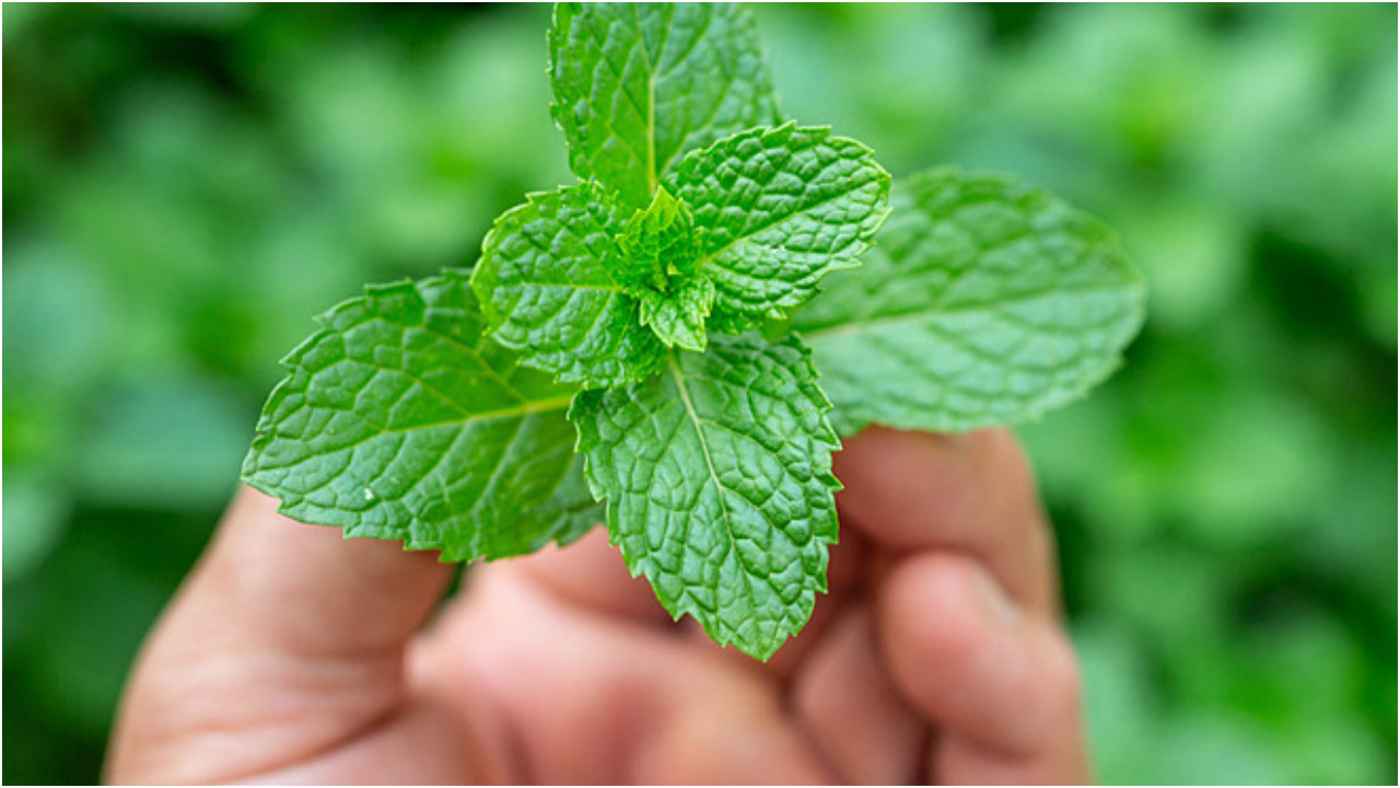 Mint leaves.jpg