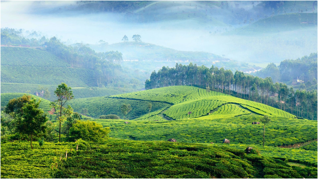Munnar.jpg