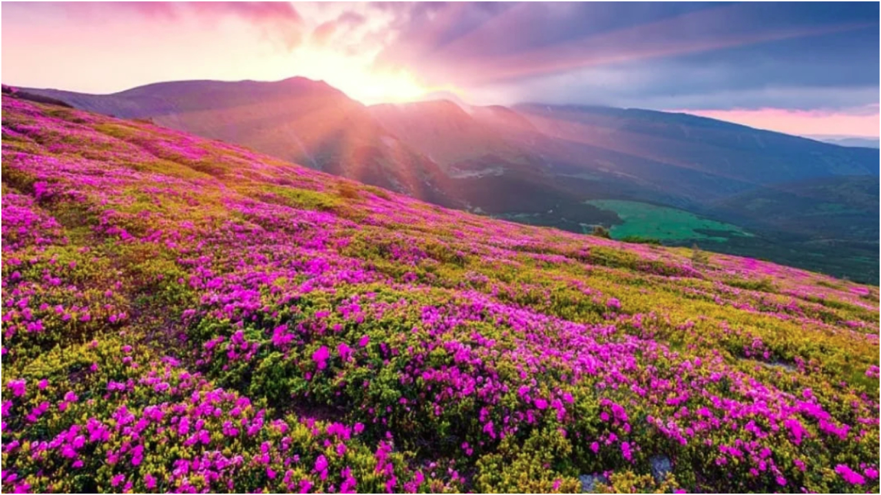 Valley of flowers.jpg