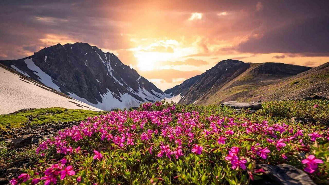 Flowers.jpg