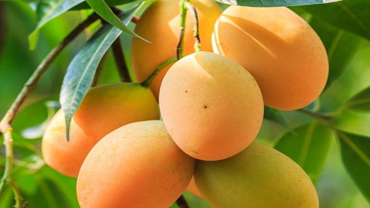 Mangoes (1).jpg