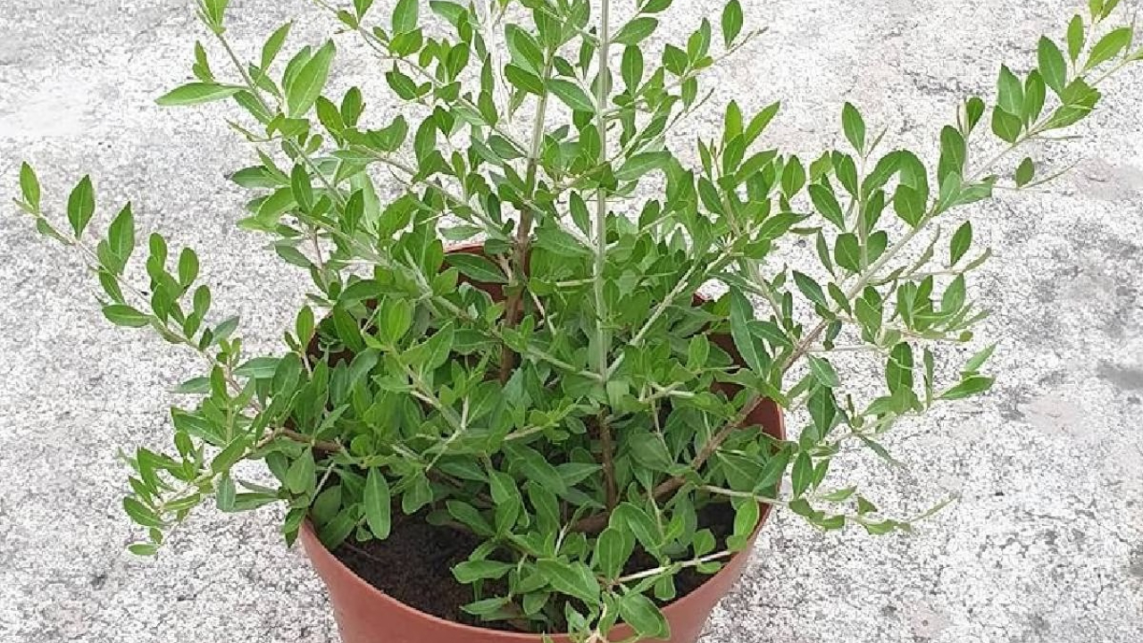 Plant (1).jpg