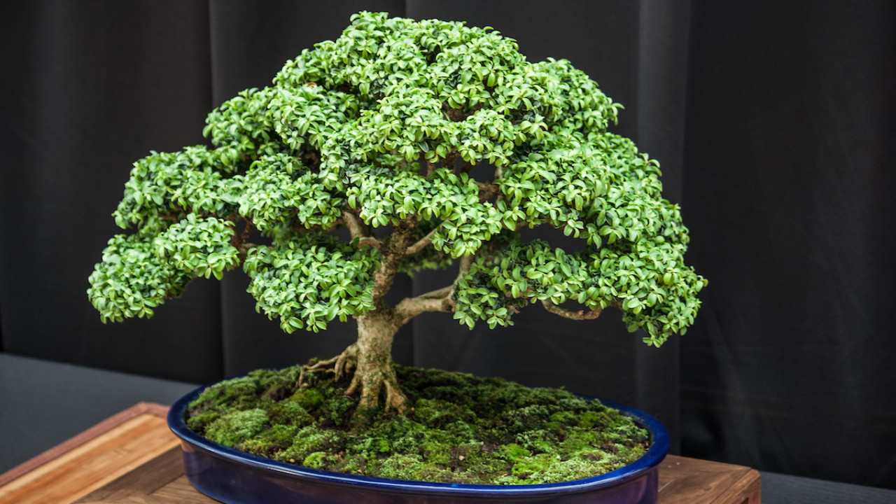 Plant.jpg