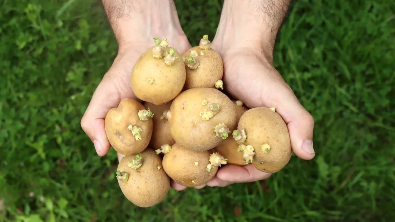 Potato (1).jpg