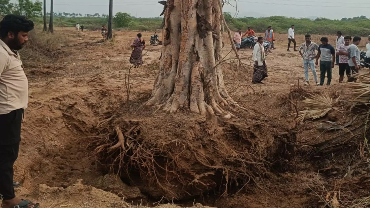 TREE-1.jpg