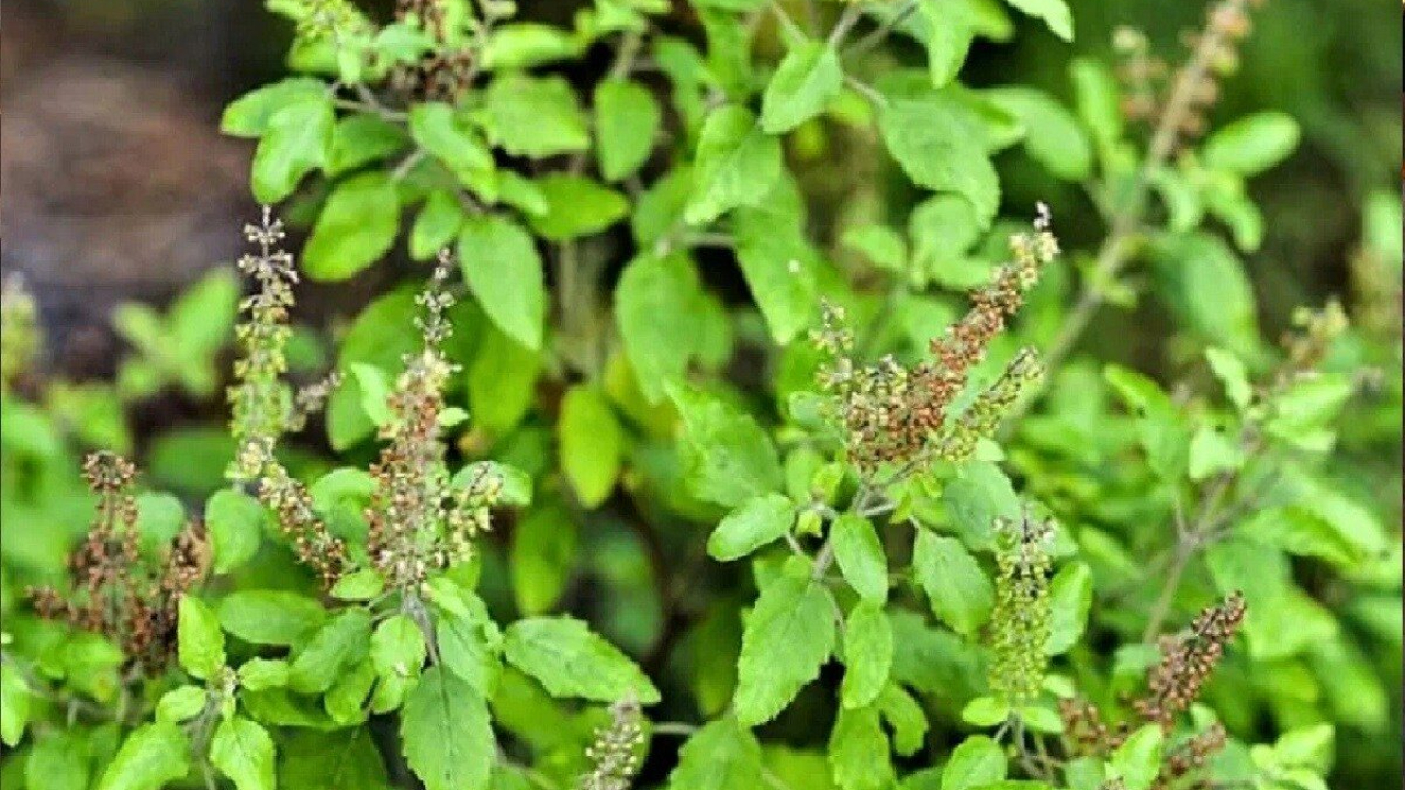 Tulasi.jpg