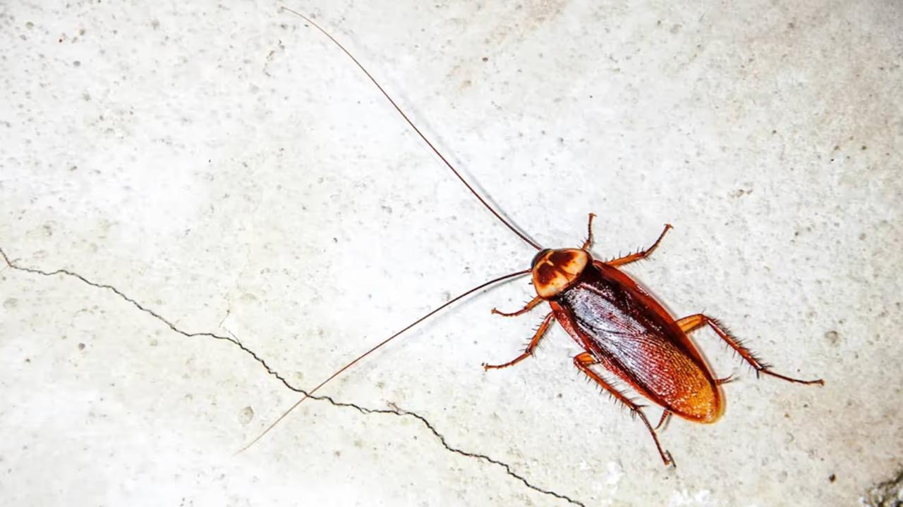 cockroach2.jpg
