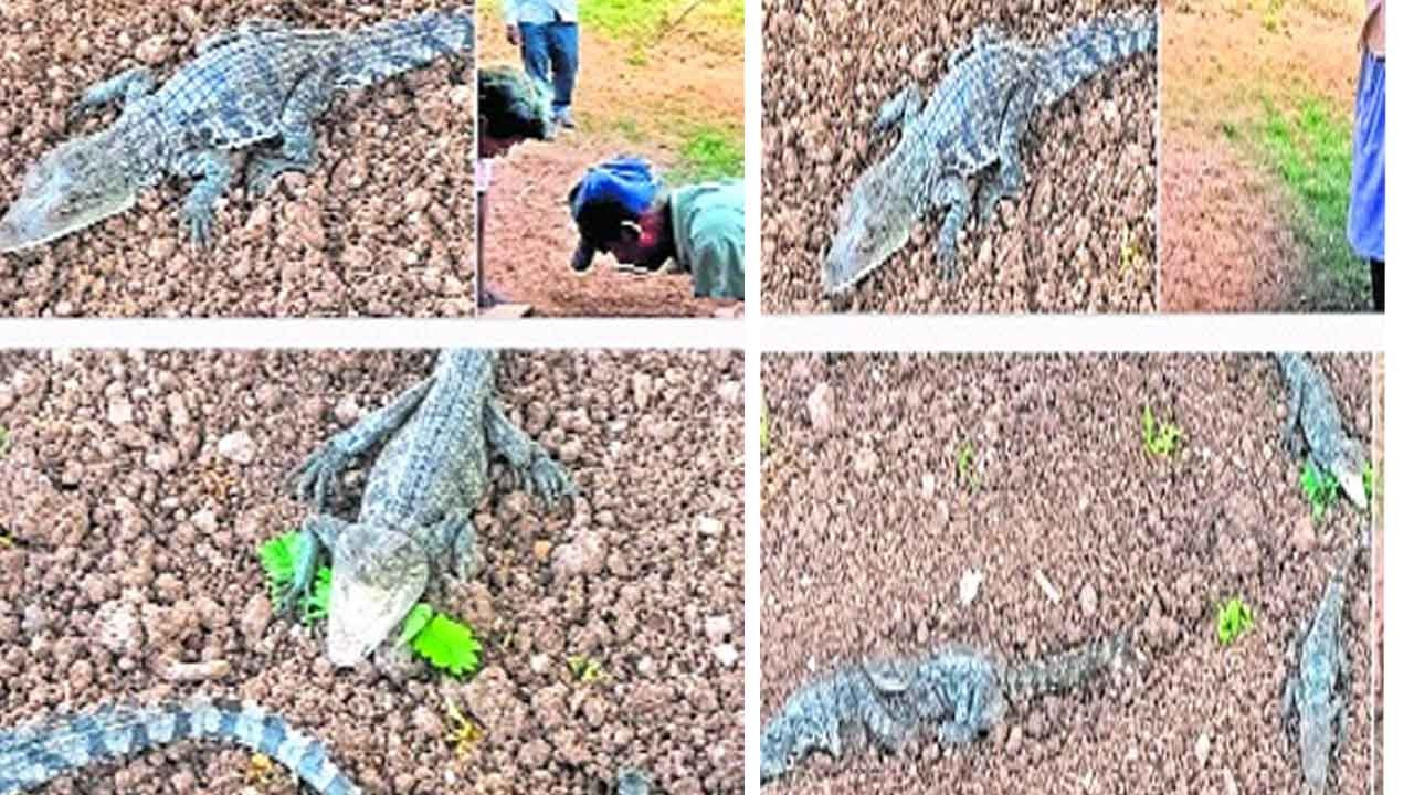 croco.jpg