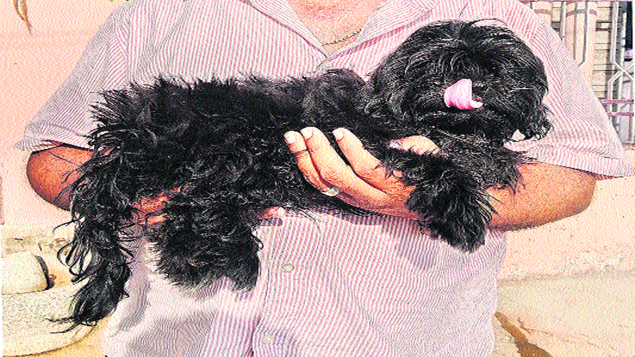 dog1.2.jpg