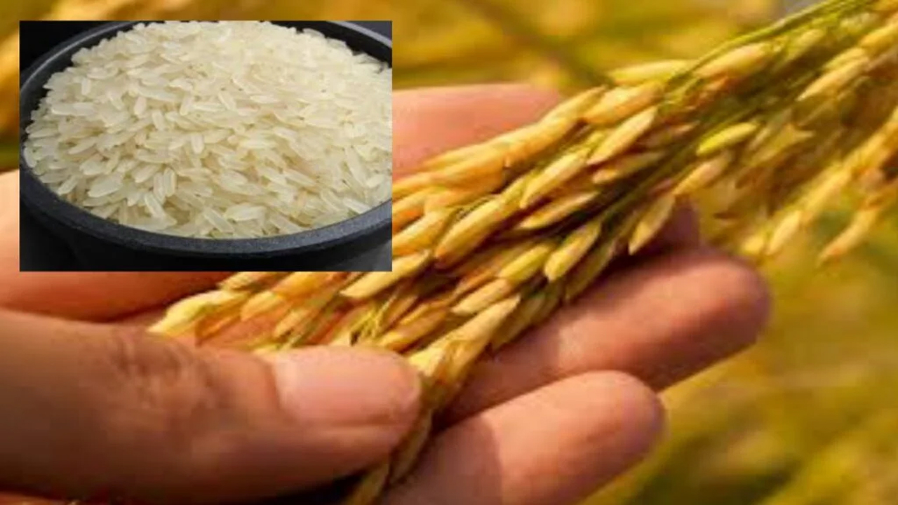 hnk3.jpg