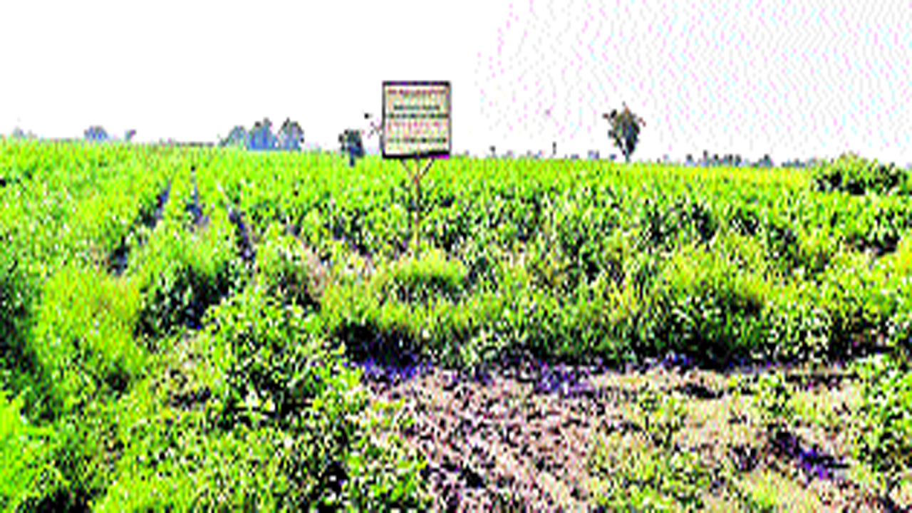 pandu4.2.jpg