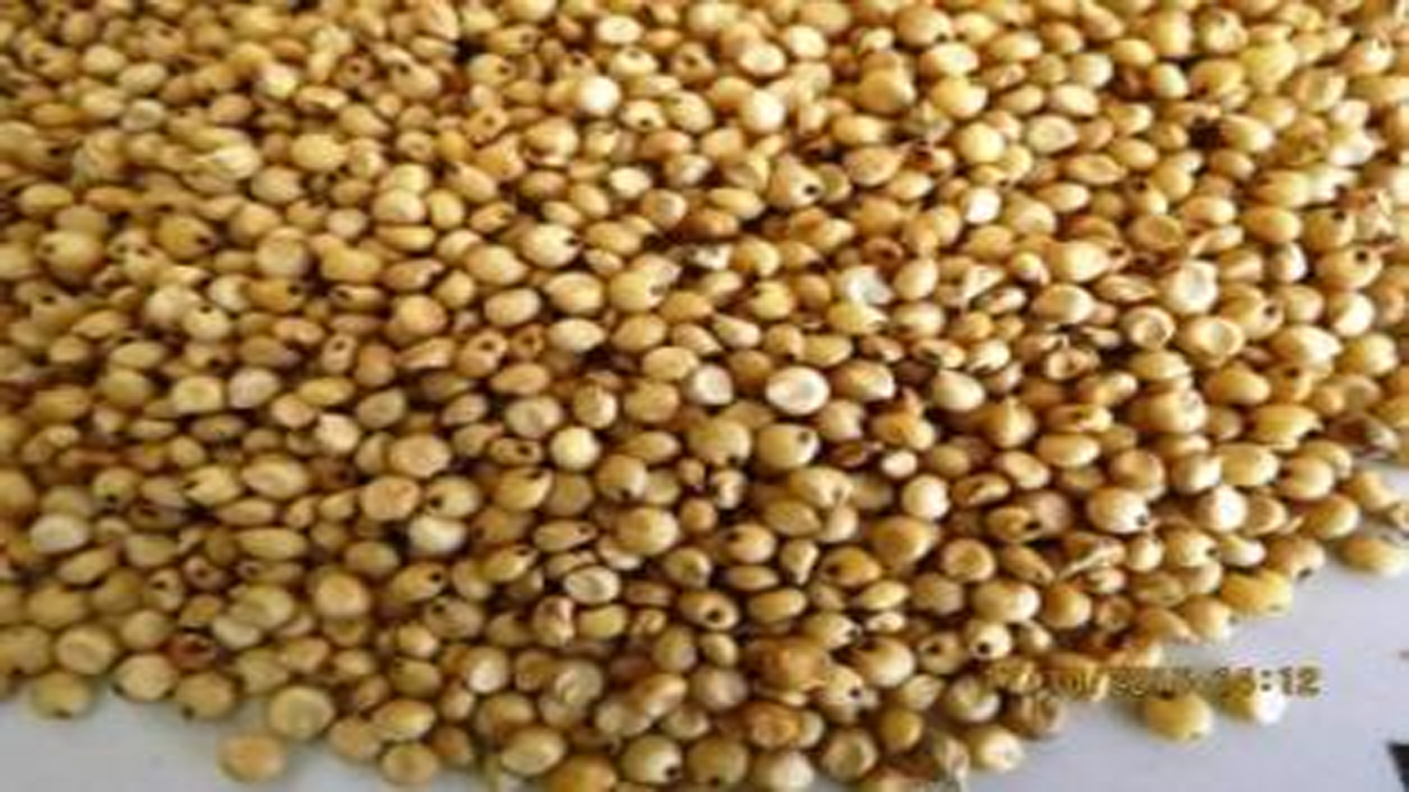 rice1.2.jpg