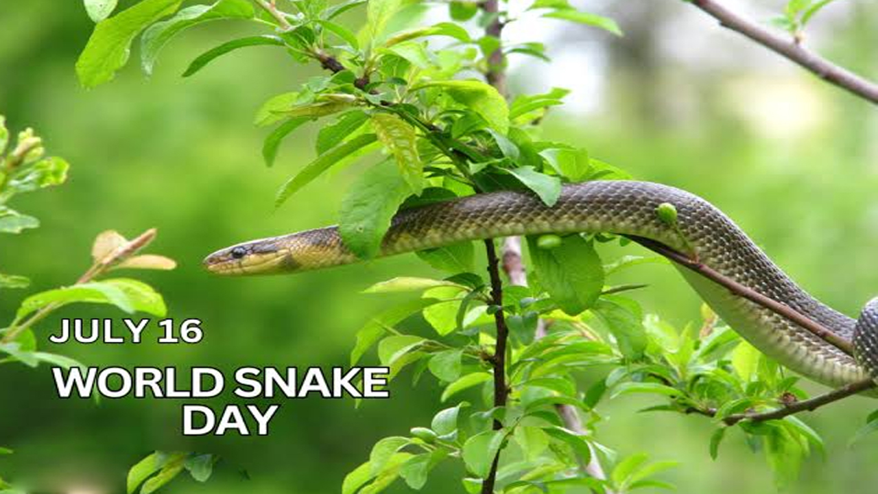 vmd1.3.jpg