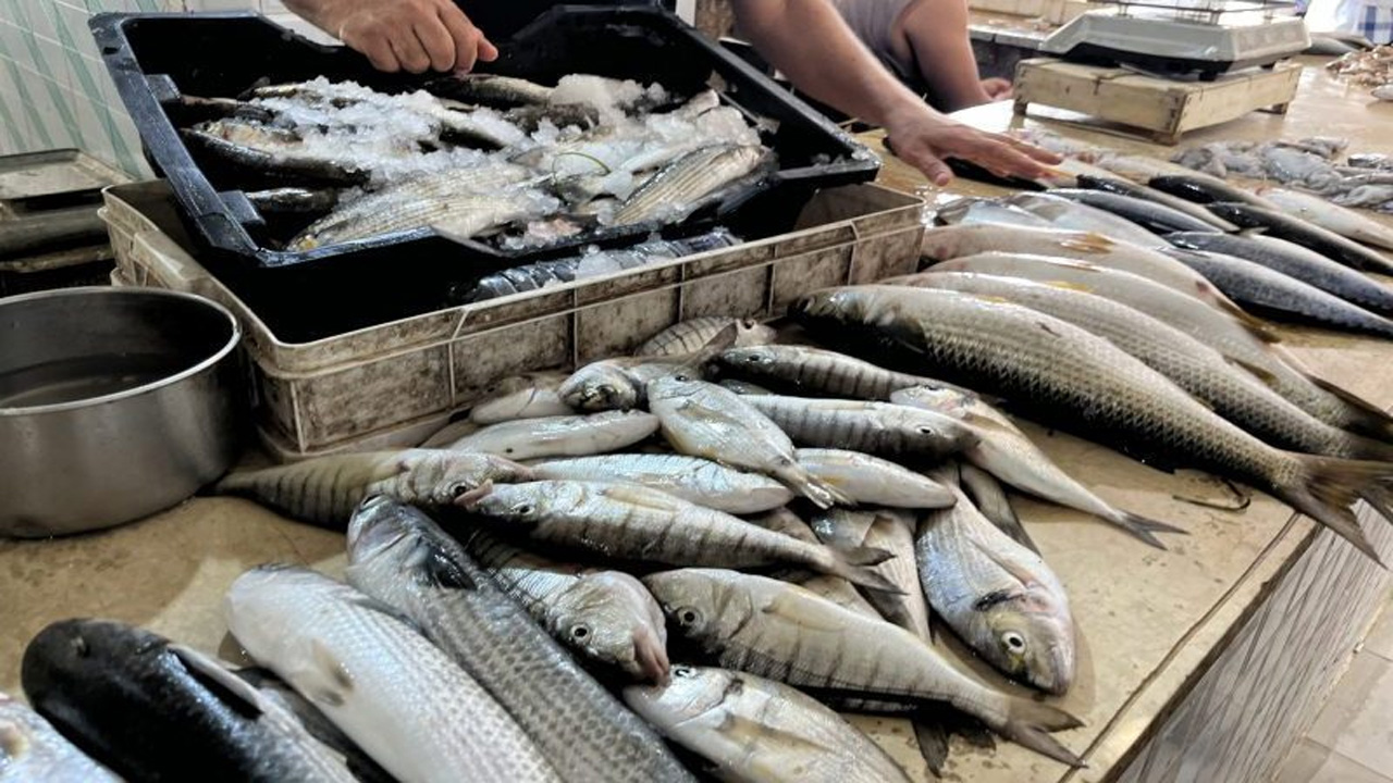 fish1.jpg
