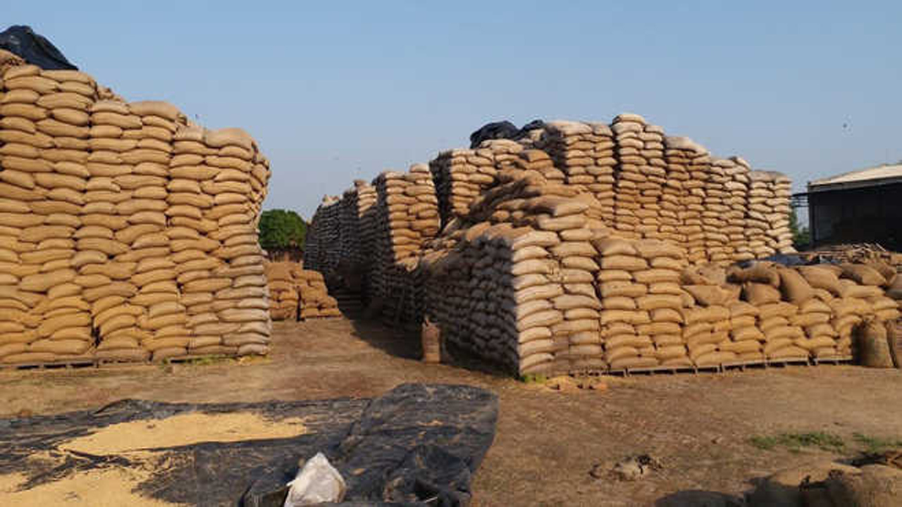 rice1.jpg