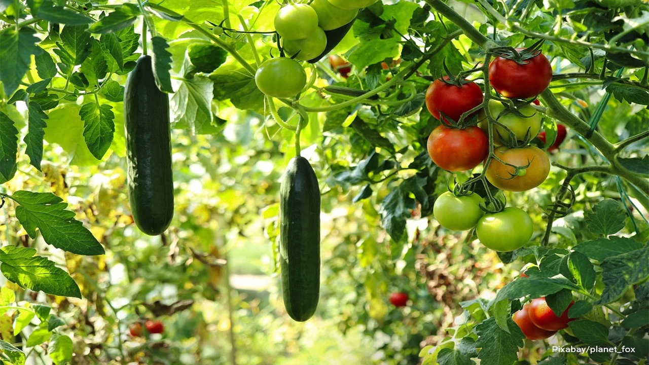 veg1.jpg